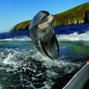 Boottrips vanuit Dingle