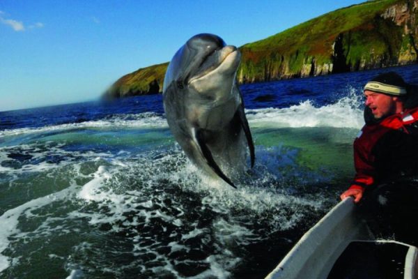 Boottrips vanuit Dingle