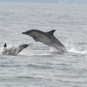 Walvissen & dolfijnen spotten vanuit Baltimore -Categorie/Excursies & activiteiten