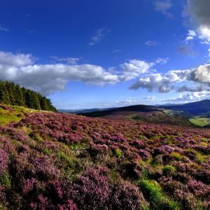 9-Daagse autorondreis Hoogtepunten van Zuidoost Ierland - Hotels -Categorie/Ierland Rondreizen Hotels