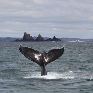 4-Daagse reis Walvis spotten - Baltimore -Categorie/Weekend trips