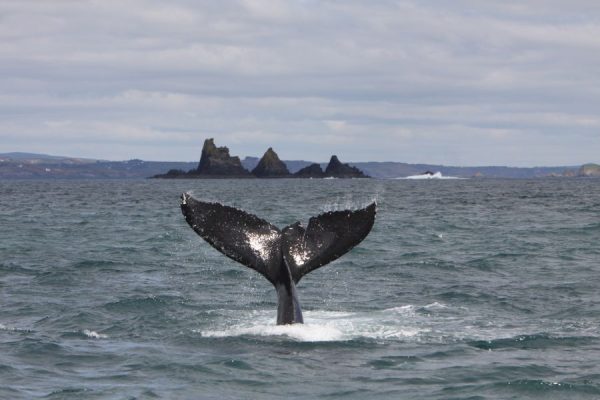 4-Daagse reis Walvis spotten - Baltimore -Categorie/Weekend trips